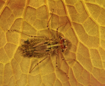 Tramea onusta, nymph